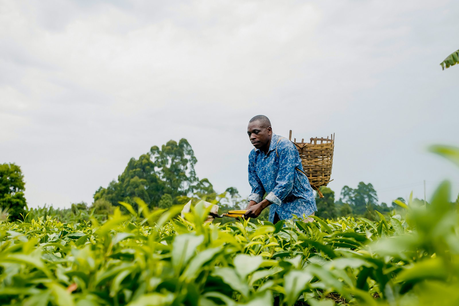 A tea picker with a basket on his back in a green tea field