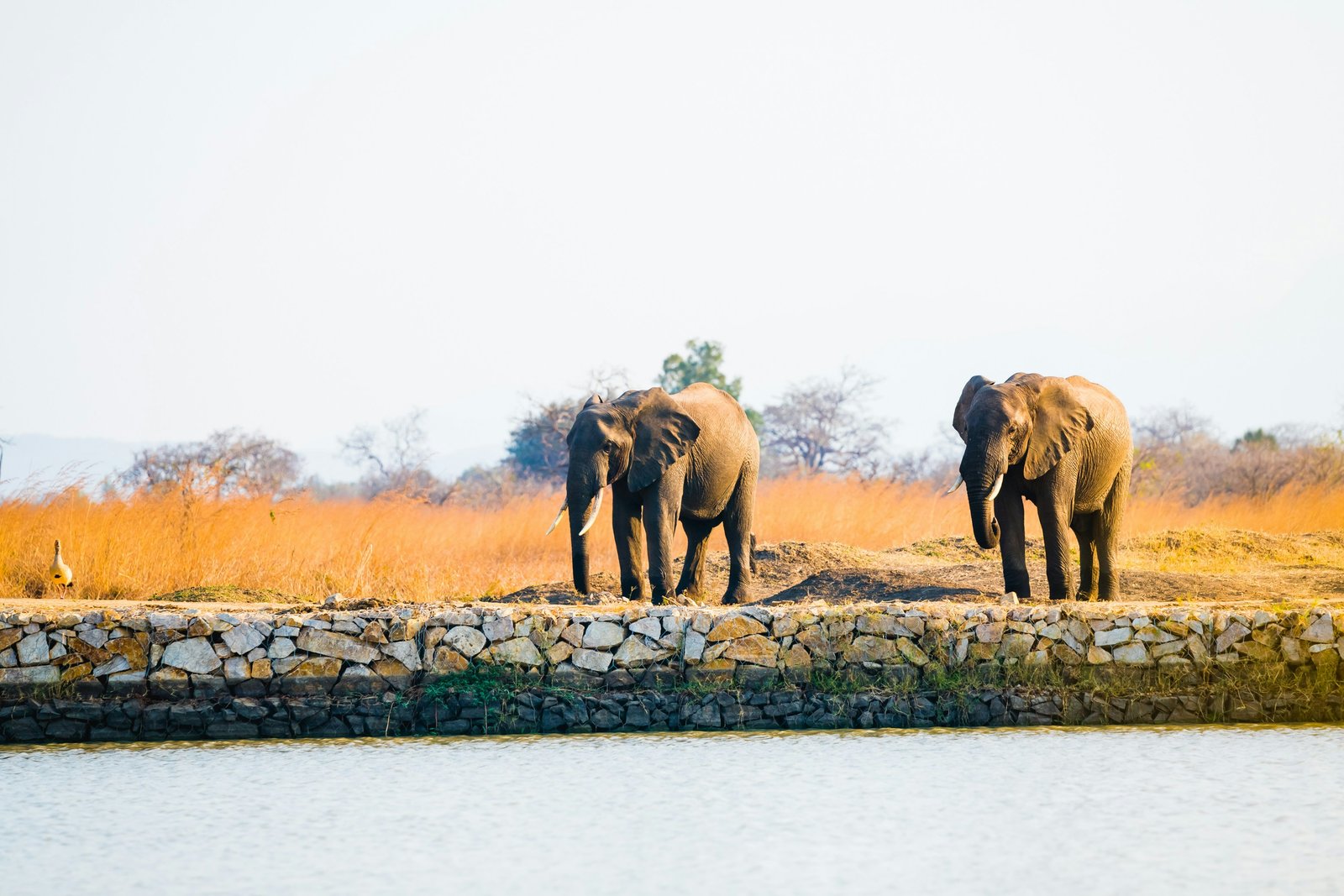 Two elephants walking along a stone wall by the water